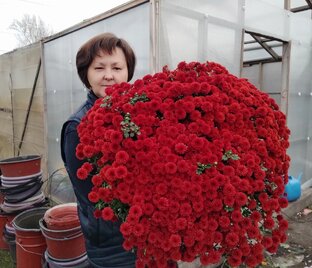 Хризантема мультифлора