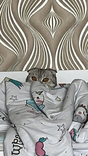 Феликс