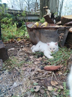 Мотоблок Агро 