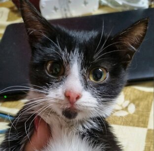 Котёнок Тася