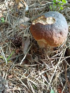 Один поход в лес, который вас многому научит.