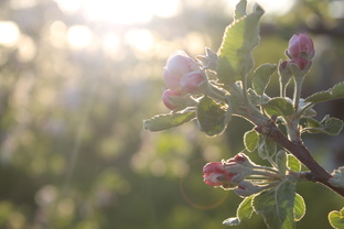 Рассуждения о проекте