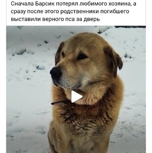 Собаки