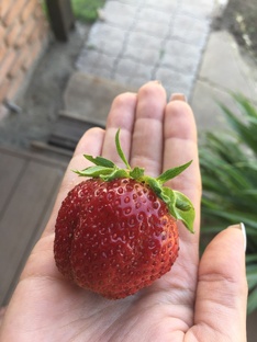 Растения и уход