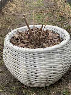 Бобо метельчатая гортензия 2025г.