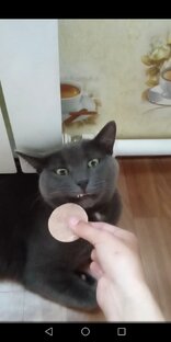 Самый эмоциональный кот ❤️