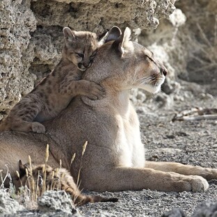 вайлдкрафтик:)