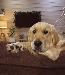 Четвероногие друзья