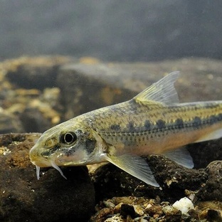 Пескарь: маленькая рыба с большой историей