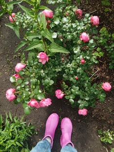 Садоводство