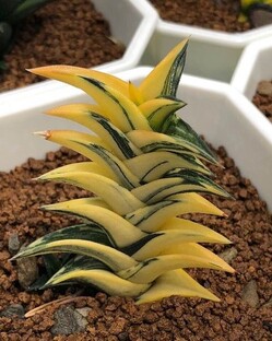 Суккуленты