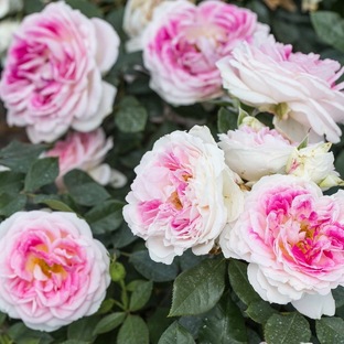 Самые популярные сорта роз в 2025г.