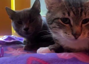 Видеокотики