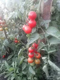 Сад и огород