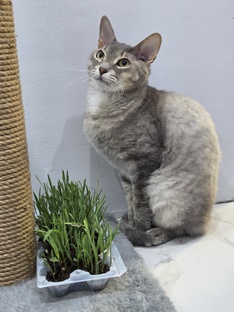 Дневник Локи 🐱