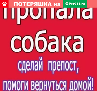 Пропала собака!!! 