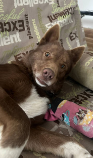 Мирюшины истории