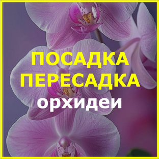 ПОСАДКА / ПЕРЕСАДКА орхидеи