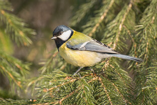 Птицы, насекомые
