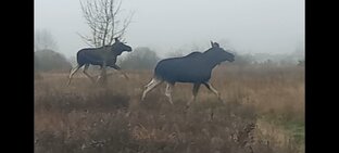 ЛЕСА, ПОЛЯ, ОЗЕРА БЕЛАРУСИ