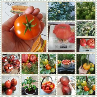 🍅🍅🍅