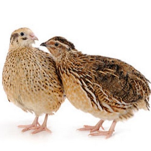 Перепел: маленькая птица с огромными секретами