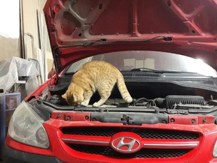 Обзоры автомобилей 