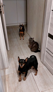 Мои животные