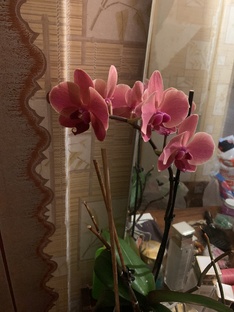 Истории Золушки и иже с ней 