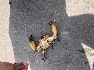 Лучшие настойки 3 