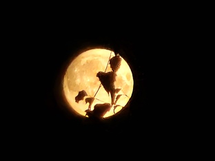 Не рыбный день: заметки аквариумиста-рецидивиста