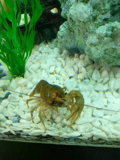 Покорение башен