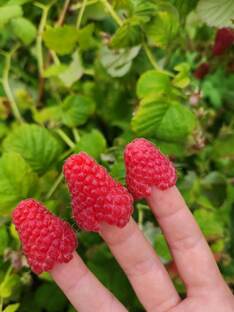 Все о малине