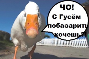 Подборка "Хехе вай " 