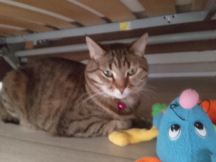 💜💚🤎МИЯ В ИГРУШКАХ🪅🧸🧩🎲