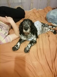 Потерялась вчера 29.04.24 г, район Хабаровск-2, ост. 1-Й Магазин (частный сектор