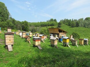 Пчеловодство