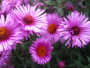 Многолетние растения.