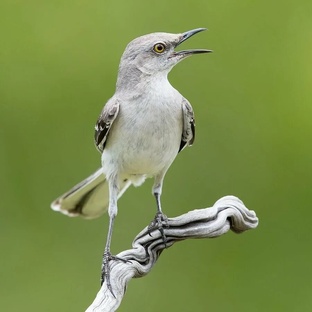 Пересмешник: певец, актёр и гений подражания в мире птиц