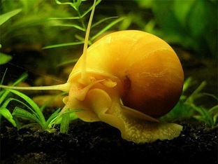 Другие обитатели аквариума