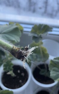 Укоренение пеларгоний