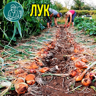 Выращивание лука от А до Я по технологии Гордеевых