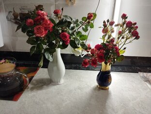 Мои цветы на подоконнике