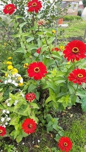 Проект "Творческое лето"