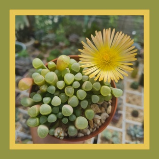 Фенестрари 