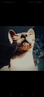 Животные 😻🐶🦄