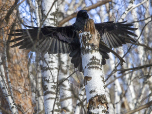 Прогулки: встречи, наблюдения.