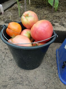 Технологии выращивания сельскохозяйственных культур