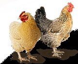 Птицеводство на своем участке. 