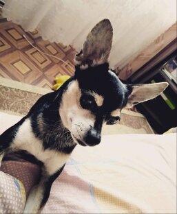 Цезарь. Тойтерьер